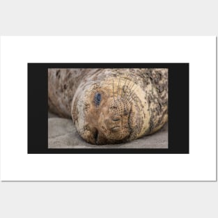 Northern Elephant Seal Posters and Art